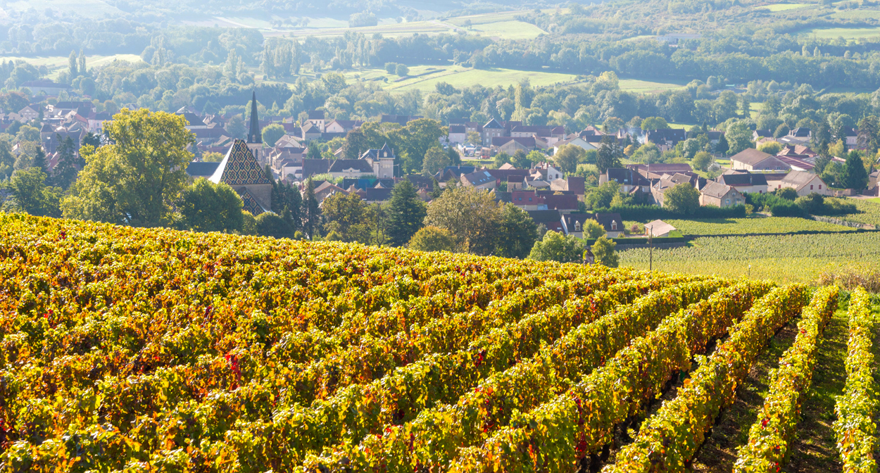 Paysage de vignes en Bourgogne